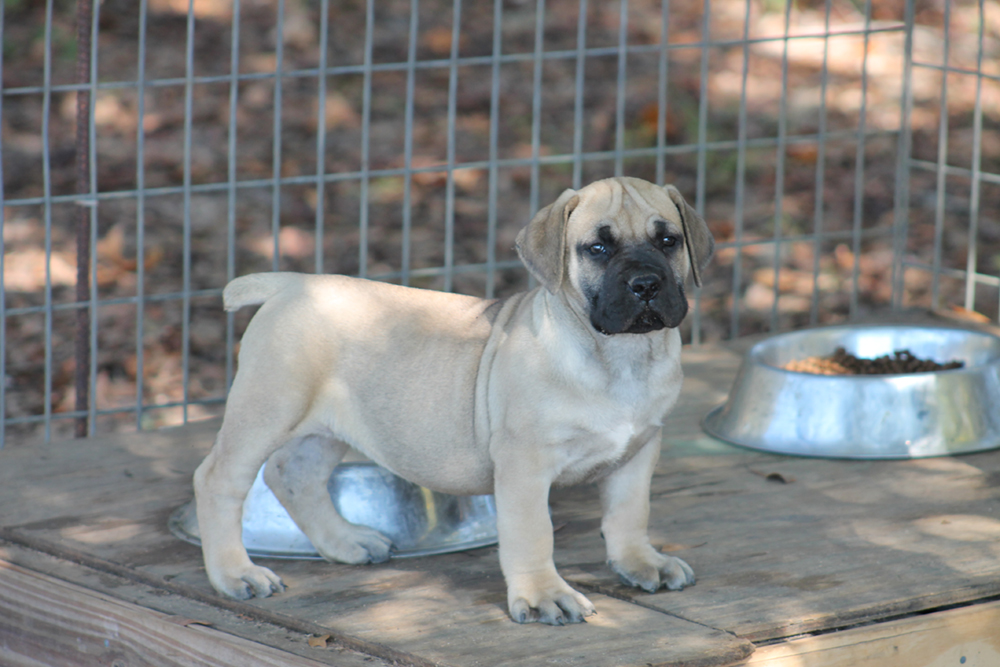 Boerboel Puppies For Sale Hidden Creek Dothan, AL