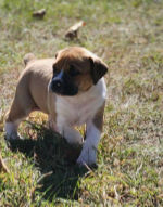 Puppy for sale 1