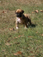 Puppy for sale 2