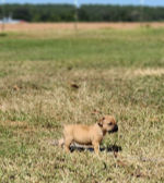 Puppy for sale 3