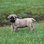 puppies dothan al boerboel puppies for sale creek dothan al puppies dothan al boerboel puppies for sale creek dothan al