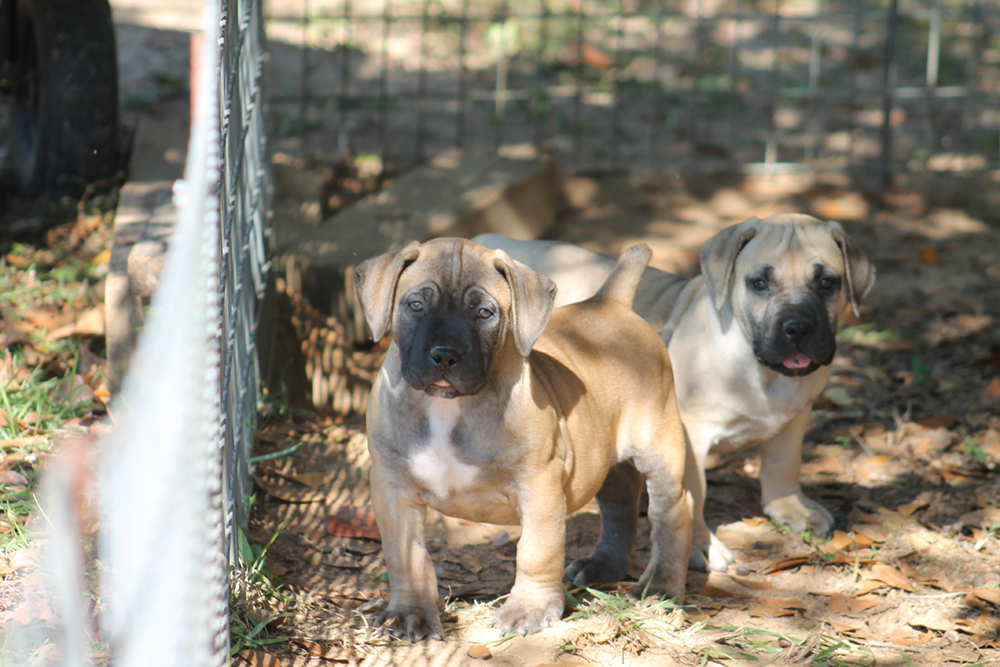 boerboel kennels